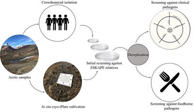 Culture-Dependent Bioprospecting of Bacterial Isolates From the Canadian High Arctic Displaying Antibacterial Activity